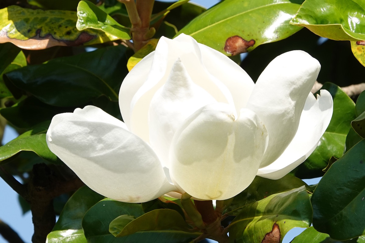 grandiflora Goliath